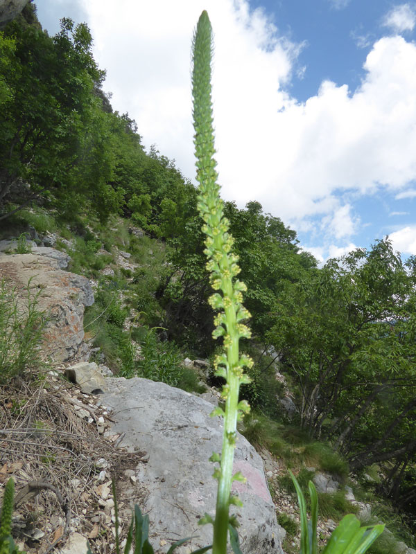 Reseda luteola - Resedaceae